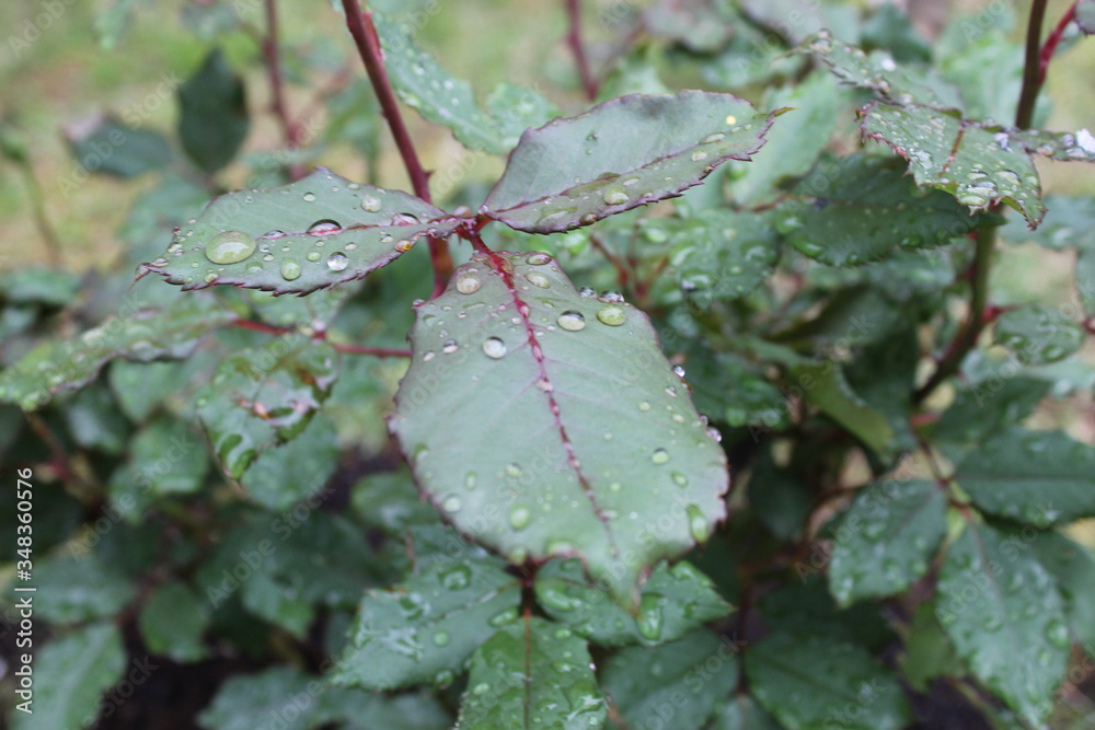water drops on a leaf