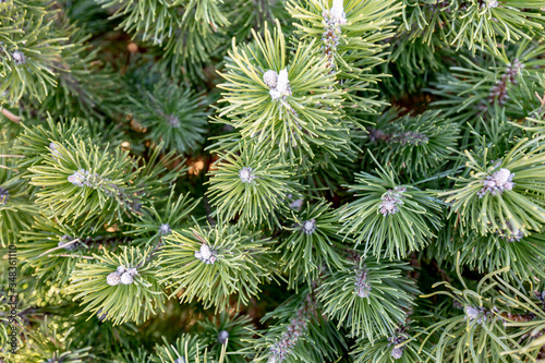A lot of coniferous green spruce branches with small cones close-up. Horizontal orientation.