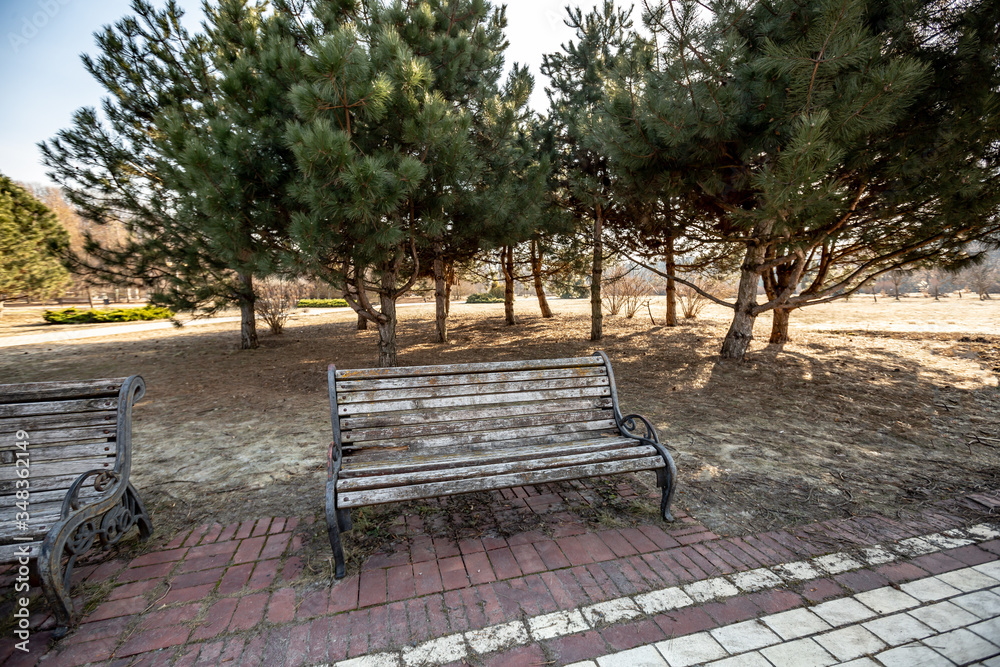 Old empty park benches on a tile on the background of conifers on a sunny day. Horizontal orientation. Old empty park benches on a tile on the background of conifers on a sunny day. Horizontal orientation.