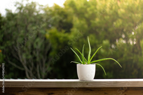 Aloe vera in a white pot. 