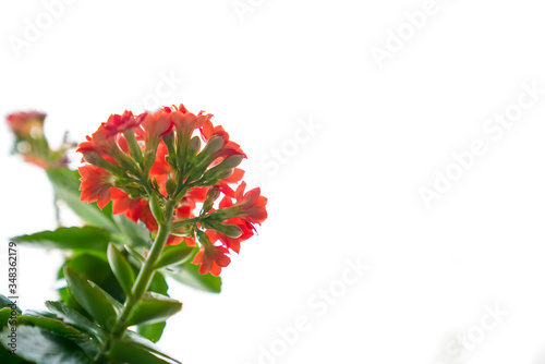 red color flower white background