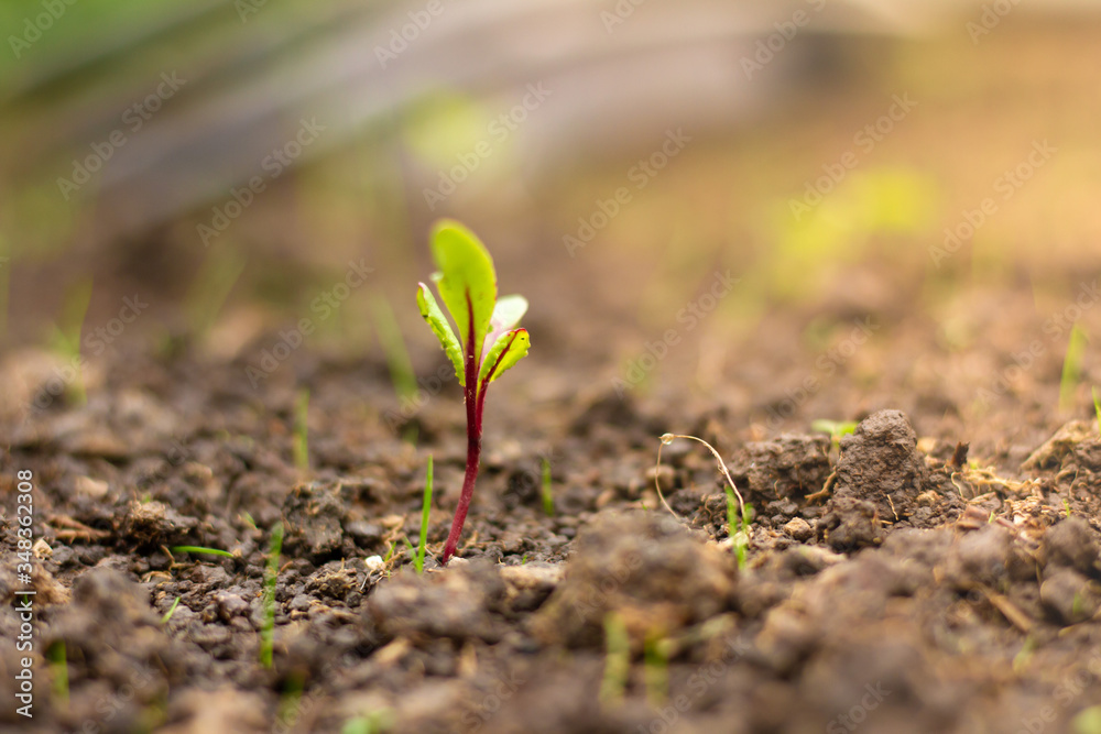 A tiny beetroot seedling soaking up the sun. A tiny beetroot seedling soaking up the sun.