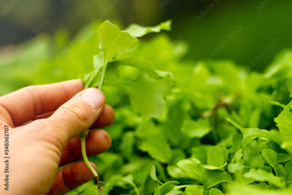 Harvesting your own food at home. Harvesting your own food at home.
