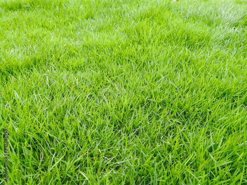 Green grass field texture background. © Aonprom Photo