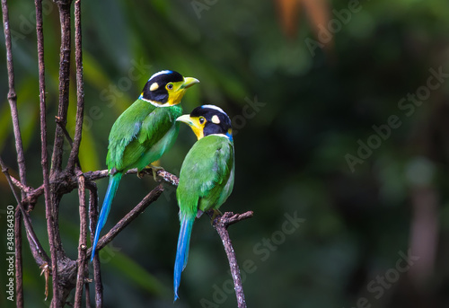 Long-tailed Broadbill on branch in nature photo