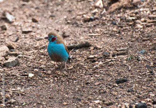 red cheeked cordon bleu on the ground in Nairobi National Park photo