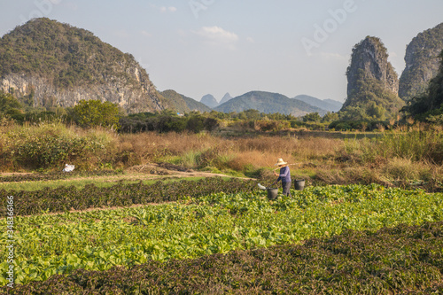 Wallpaper Mural chinese farmer Torontodigital.ca