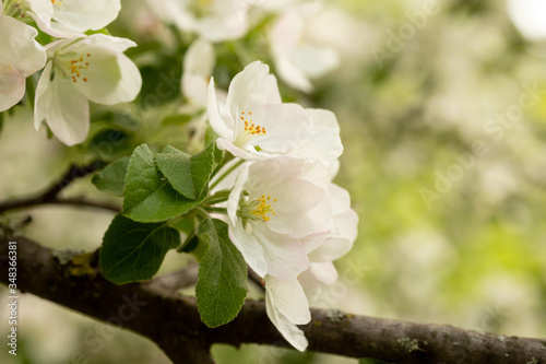 Close-up of white Apple blossoms on a bright light green background. An image for creating a calendar  book  or postcard. Selective focus.