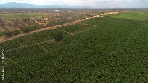African plantation in Zambia