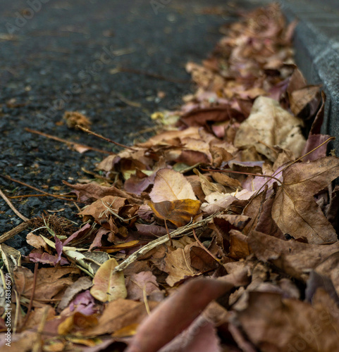 Fallen autumn leaves