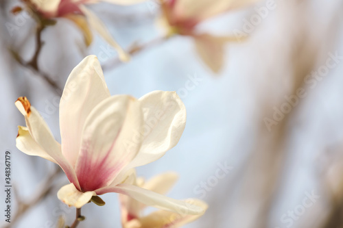 Closeup view of blossoming magnolia tree outdoors on spring day