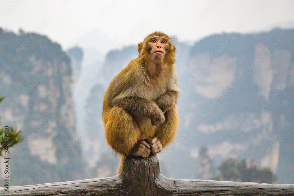 zhangjiajie monkey