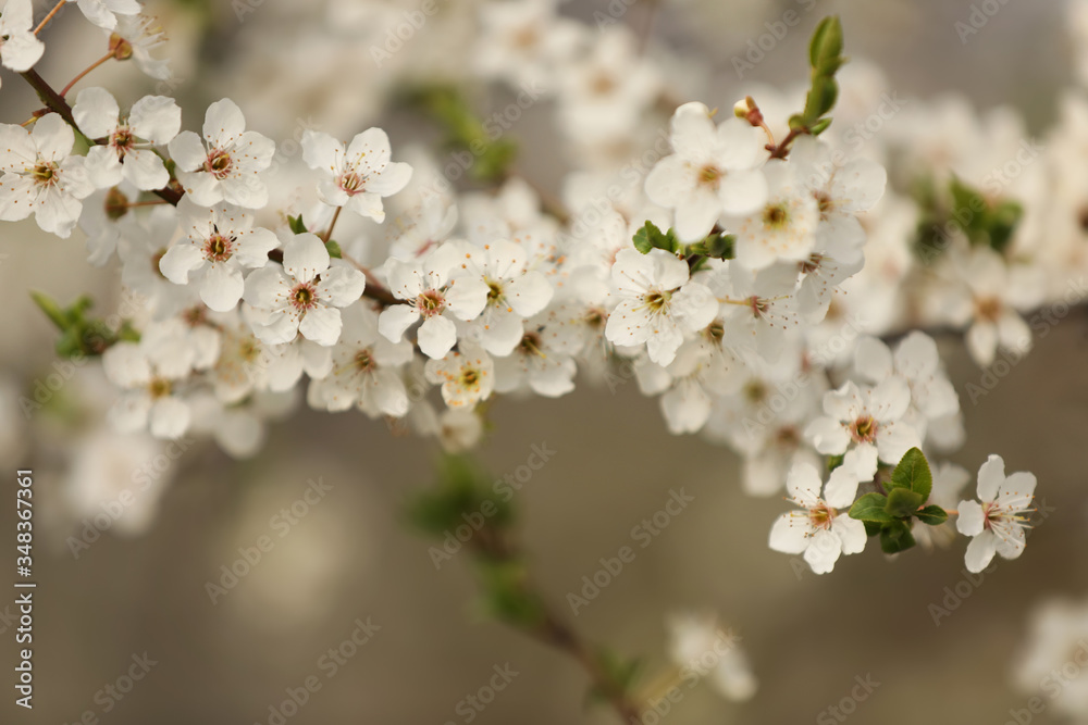Closeup view of blossoming tree outdoors on spring day Closeup view of blossoming tree outdoors on spring day