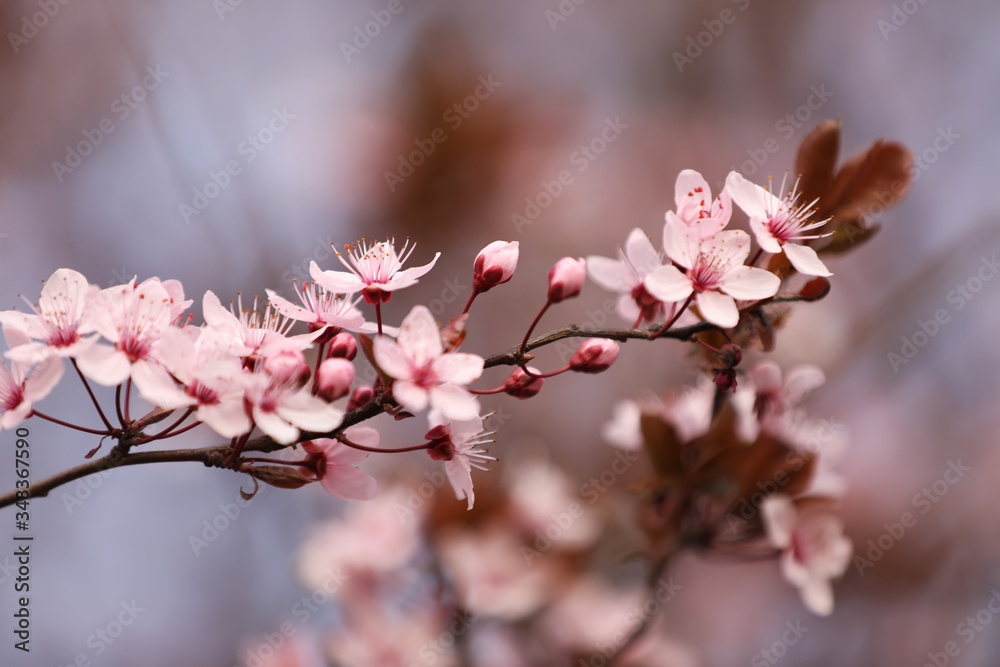 Closeup view of blossoming tree outdoors on spring day