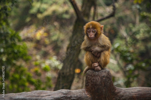 chinese monkey in zhangjiajie park 