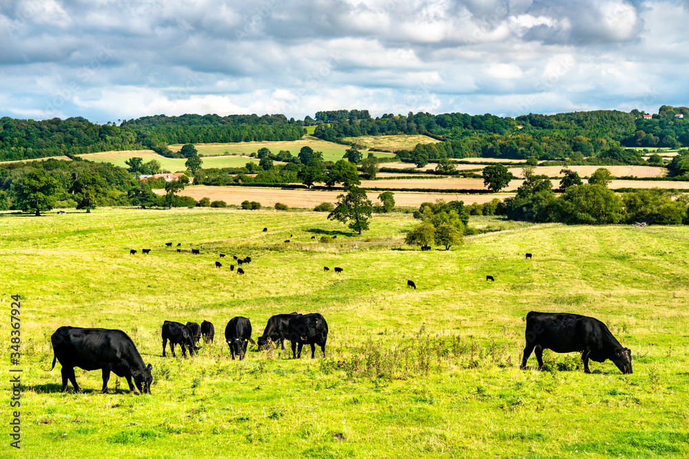 Grazing cows on a meadow in England