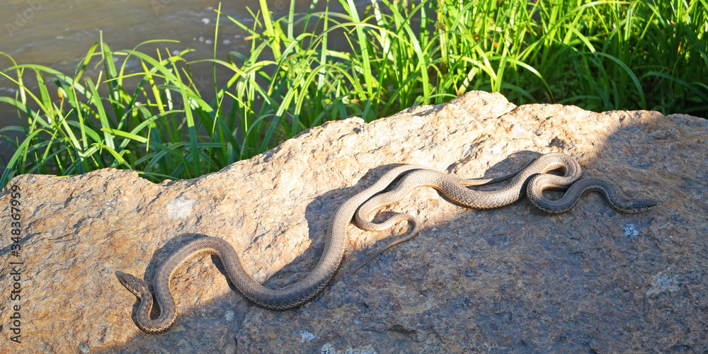 Water Snakes Two water snakes stretched out on a warm and sunny rock
