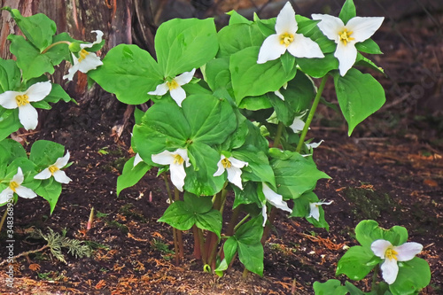 Springtime Trilliums  -   It`s springtime and the beautiful trilliums are blooming again.                          photo