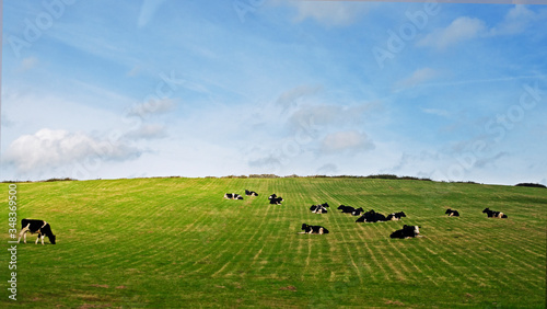 Vacas Irlanda