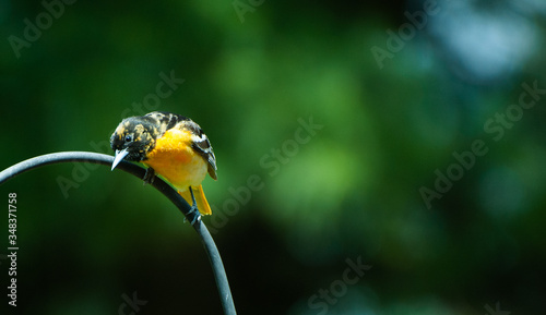 Oriole, Sylvania, Ohio, 