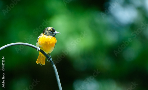 Oriole, Sylvania, Ohio, 