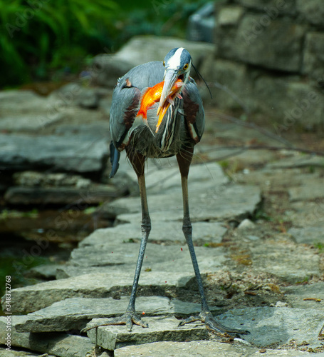 Heron, gold fish, Sylvania, Ohio, 