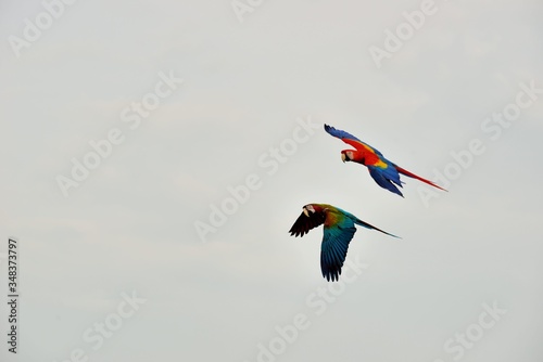 The colorful parrot (Ara ararauna) is on the seashore in Taiwan.