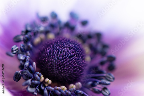 close up of inside of purple Anemone