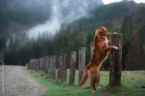 hiking with a dog. Nova Scotia Duck Tolling Retriever in the mountains, in the valley 