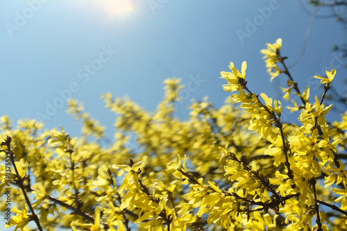 Beautiful Forsythia bushes with yellow flowers against a pale blue sky. Delicate picture of spring nature.
