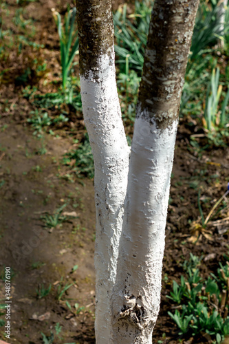 Tree care, tree bark whitewash in the season