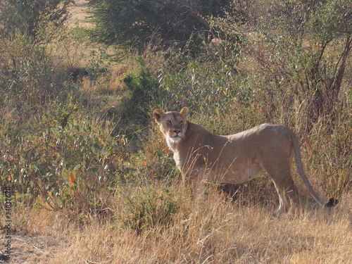 A lion walking in the plains of Masai Mara National Reserve during a wildlife safari, Kenya photo