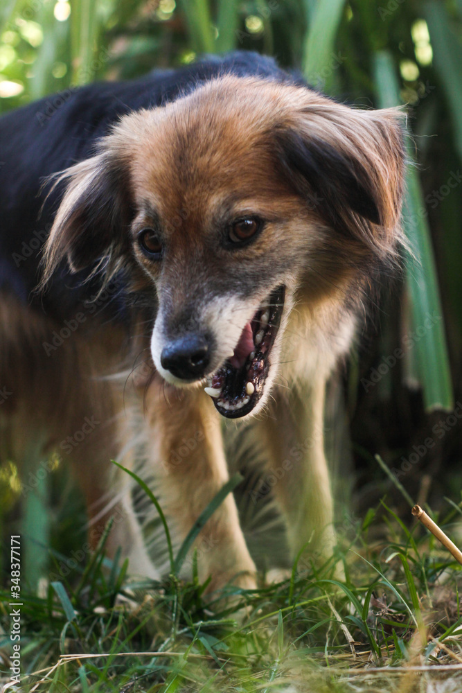 Dog chewing. This photograph was taken in Limeira, São Paulo, Brazil. April, 2020. Dog chewing. This photograph was taken in Limeira, São Paulo, Brazil. April, 2020.