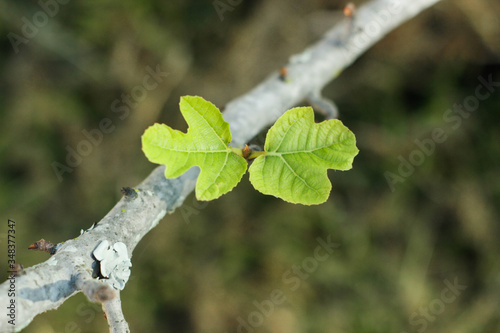 Two fig leaves. This photograph was taken in Limeira, São Paulo, Brazil. April, 2020. 