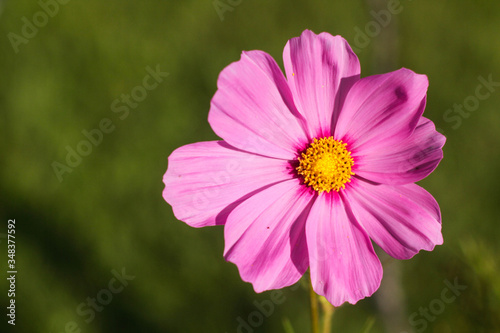 Pink daisy. This photograph was taken in Limeira, São Paulo, Brazil. March, 2020. 
