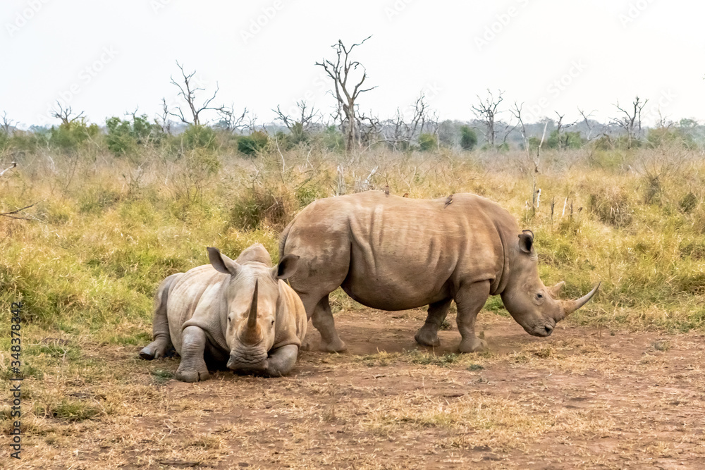 Obraz premium White rhinoceros or square-lipped rhinoceros is the largest extant species of rhinoceros.