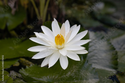 White water lily with yellow pollen on surface of the pond. Close up of beautiful lotus flower. Flower background. Spa concept.