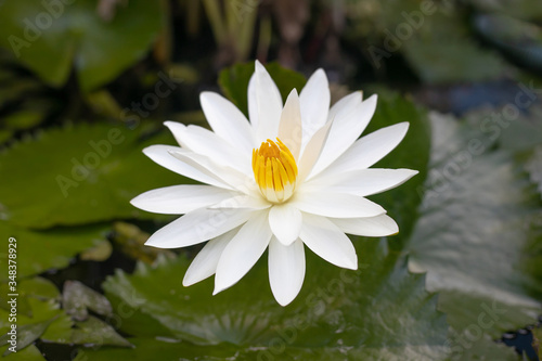 Fototapeta Naklejka Na Ścianę i Meble -  White water lily with yellow pollen on surface of the pond. Close up of beautiful lotus flower. Flower background. Spa concept.