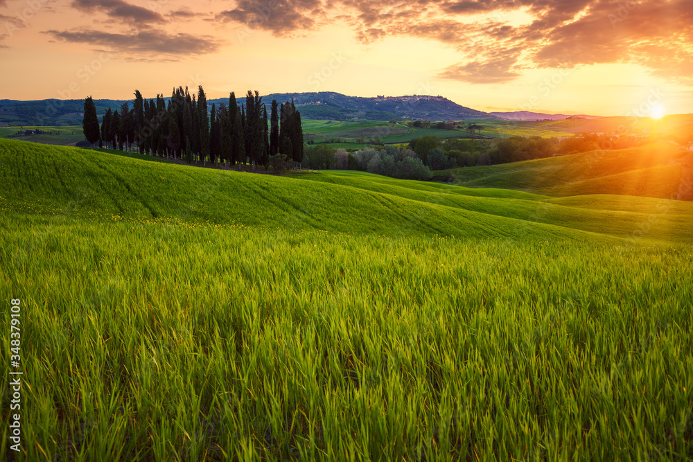 Rolling fields of Tuscany at sunset - obrazy, fototapety, plakaty 