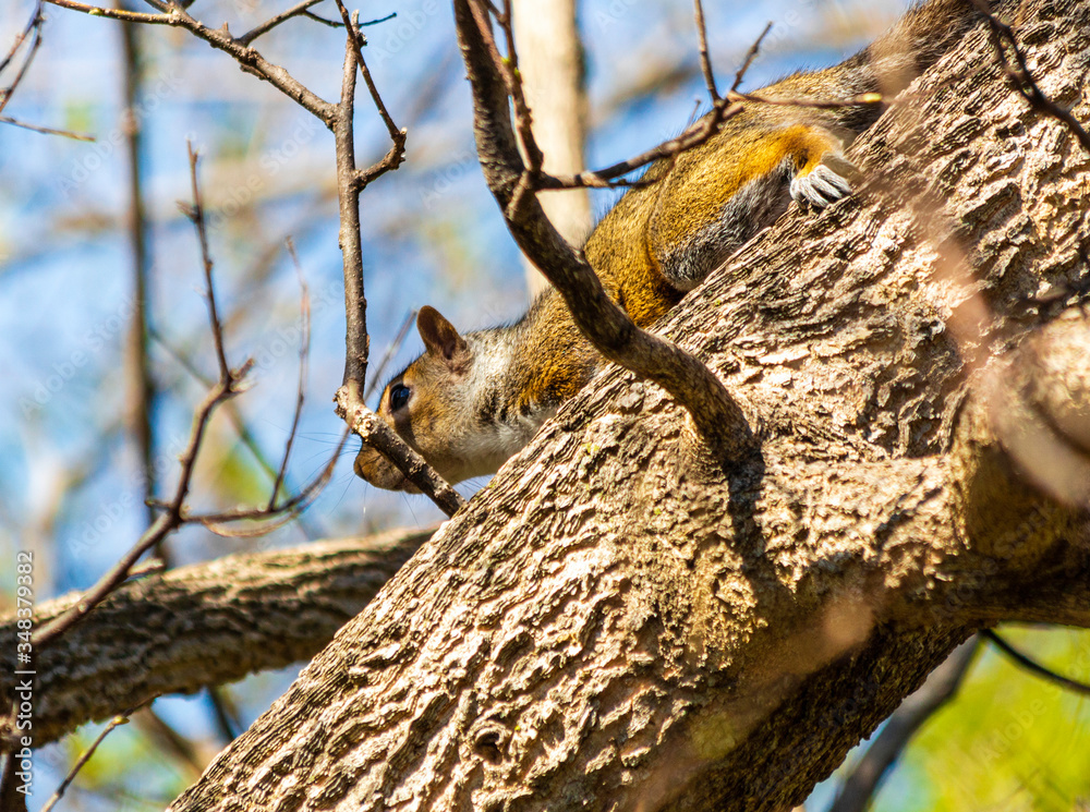Cute Squirrel Cute Squirrel
