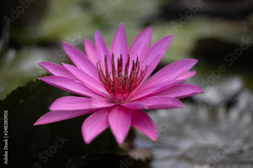 Purple water lily surrounded by leaves on surface of the pond. Close up of beautiful lotus flower. Flower background. Spa concept.