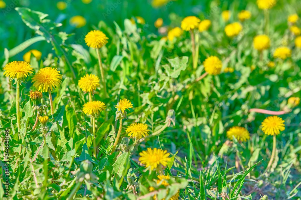 a lot of dandelions on the green grass in the summer color