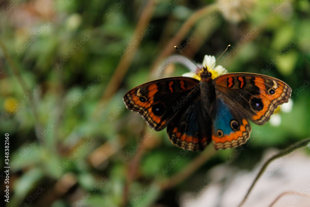 Obraz premium Butterfly