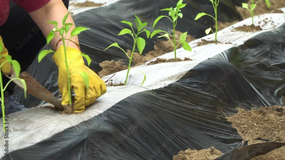 Woman's hands planted a young plant of pepper in the ground. Planting pepper seedlings. Putting soil in a hole in the ground to plant paprika.