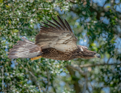 American Bald Eagle Juvenile Flying Through Trees photo