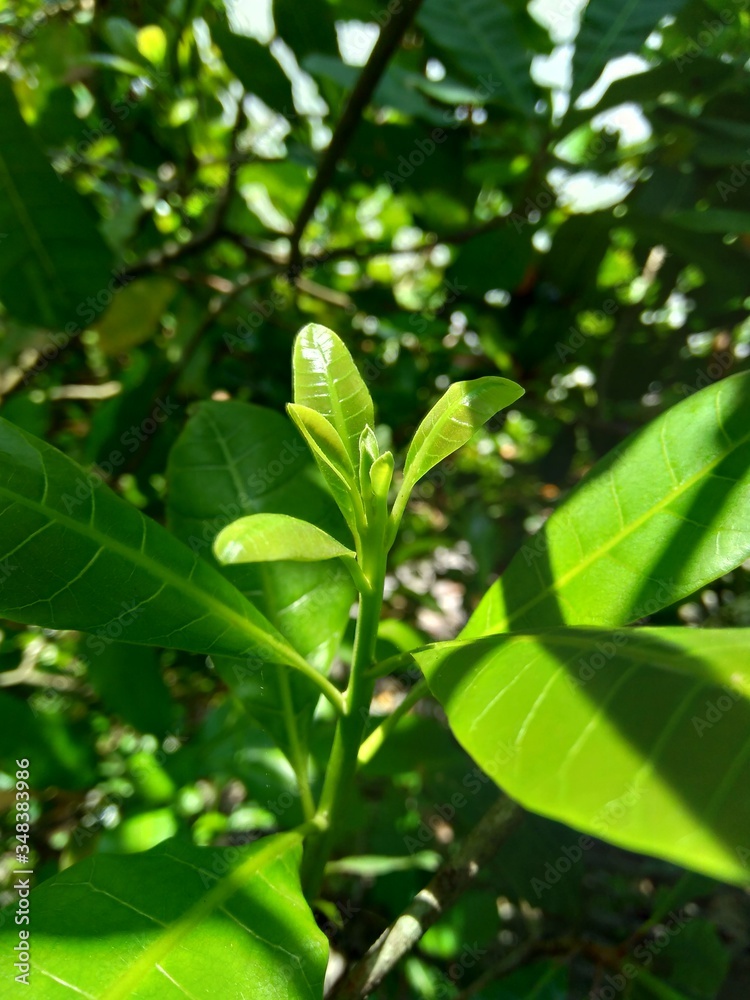 The cashew tree (Anacardium occidentale) with natural background The cashew tree (Anacardium occidentale) with natural background