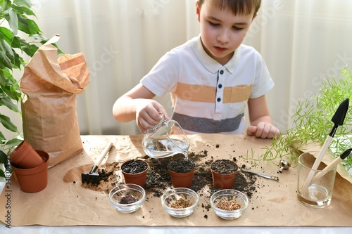 The child is busy planting micro greens pots. The boy starts watering a jet of water planted in the ground seeds. photo