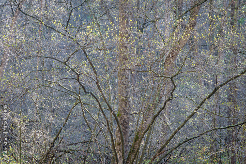 New leaves and spring foliage glows in the early morning sunlight of a Wisconsin woodland. New leaves and spring foliage glows in the early morning sunlight of a Wisconsin woodland.