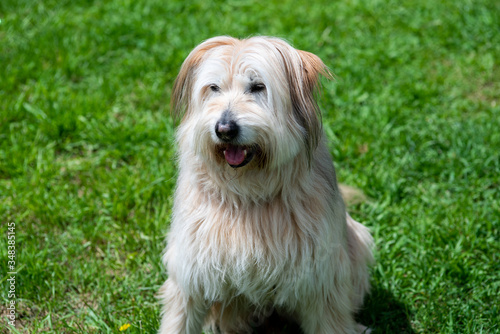 Long-haired beige bsque shepherd dog on a lawn