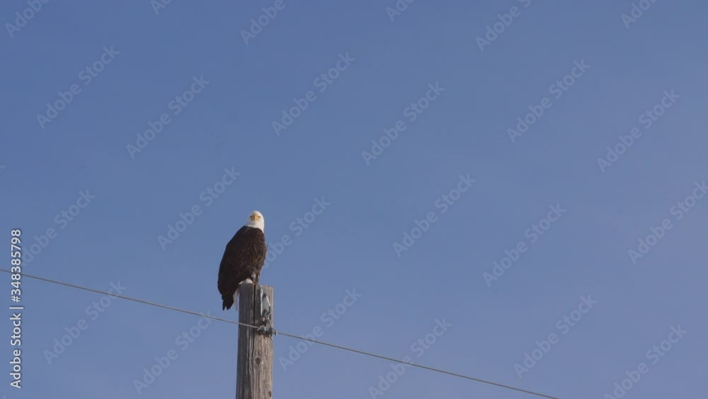 Low angle view of bald eagle perching on pole against clear blue sky - Jackson, Wyoming Low angle view of bald eagle perching on pole against clear blue sky - Jackson, Wyoming